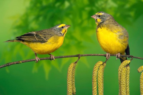 Yellow-bellied Canary, pair (Ochrospiza mozambica), Mozambique Canary (pet) (bird) (birds)