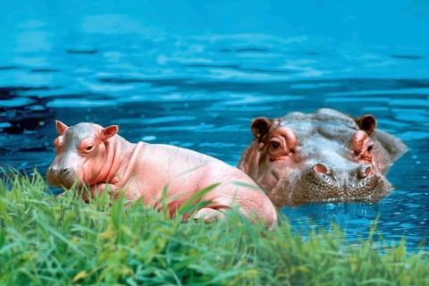 Hippopotamus (Hippopotamus amphibius) with young, Flusspferd mit Jungtier /