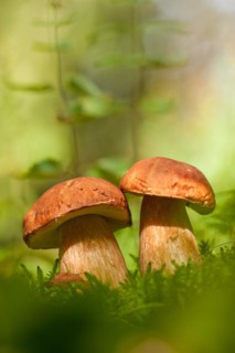 King bolete (Boletus edulis), two, Rhineland-Palatinate, Germany, Europe