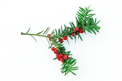 Yew (Taxus baccata), twig with berries, Taxaceae