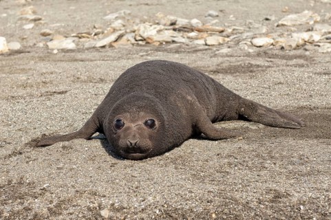 Southern elephant seal (Mirounga leonina), juvenile, St Andrews Bay, South Georgia, elephant seal