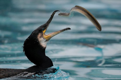 Great cormorant (Phalacrocorax carbo) with captured eel, sideways, throwing, throwing, throwing