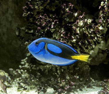Blue Tang or Regal Tang or Palette Surgeonfish (paracanthurus hepatus)