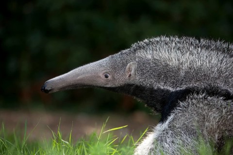 Giant anteater (myrmecophaga tridactyla), young female