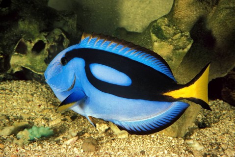 Pallet Surgeonfish, Pallet Surgeonfish, Pallet Surgeonfish, Animals, Other animals, Fish,