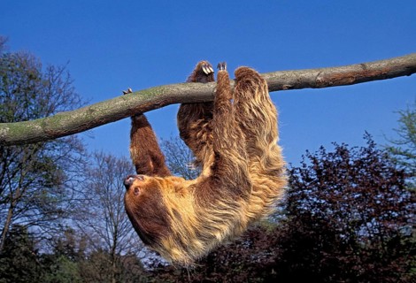 Two Toed Sloth (choloepus didactylus), Adult Hanging from Branch, Moving