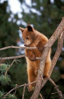 GRIZZLY BEAR (ursus arctos horribilis), CUB PLAYING IN TREE, ALASKA