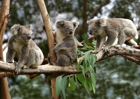 Koala (phascolarctos cinereus), Group sitting on Branch, Australia, Oceania