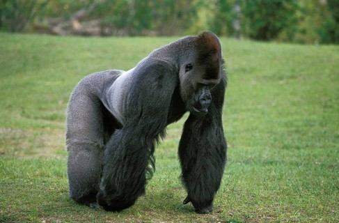 Eastern Lowland Gorilla (gorilla gorilla) graueri, Silverback Male