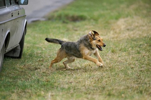 Dog abandoned at Roadside