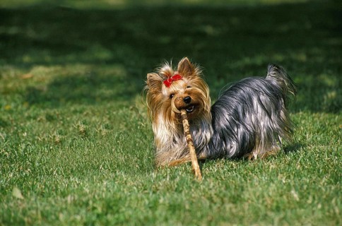 Yorkshire Terrier, Adult playing with Stick of Wood
