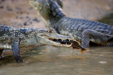 Spectacled Caiman (caiman crocodilus), Catching Fish in River, Los Lianos in Venezuela