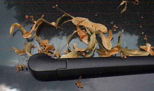 Linden blossoms on the stuck rear window and windscreen wiper of a car