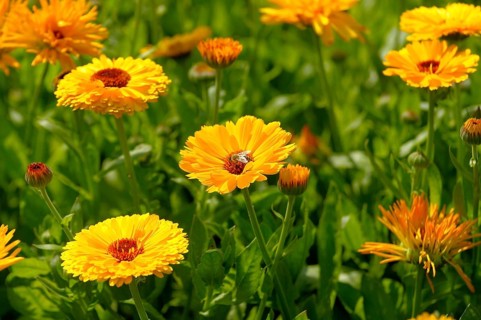 Marigold in the Garden, marigolds (Calendula officinalis)