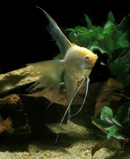 Angelfish, Angelfish, Other animals, Fish, Animals, Cichlids, Diamond Angelfish, pterophyllum