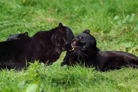Black Panther (panthera pardus), Adults laying on Grass