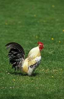 Domestic fowl, cockcrow
