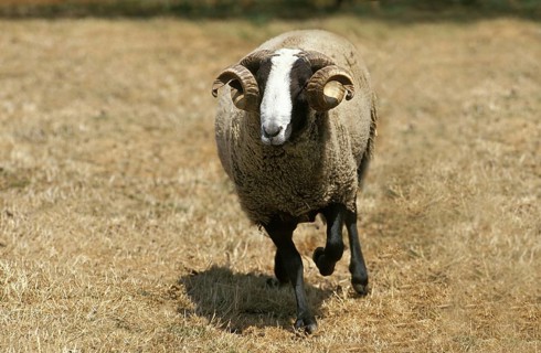 Bizet sheep, a French breed from the Cantal, rams