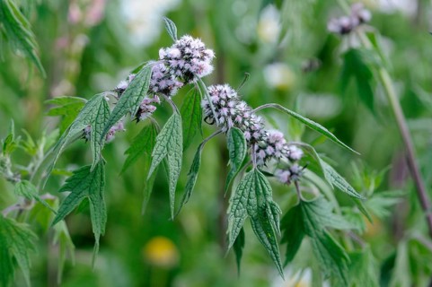 Motherwort (Leonurus cardiaca), real lion tail