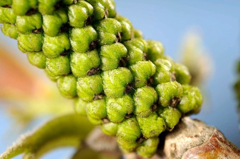 Walnut, inflorescence (Juglans regia)