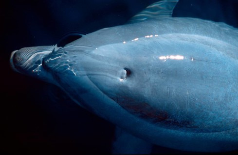 Bottlenose Dolphin (Tursiops truncatus)