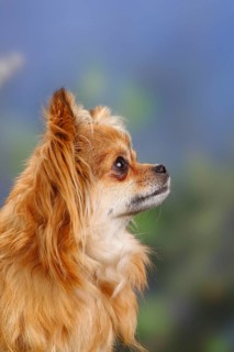 Chihuahua, long-haired, lateral, profile