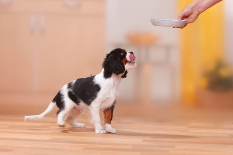 Cavalier King Charles Spaniel, puppy, tricolour, 13 weeks, gets food bowl put down, bowl, excited