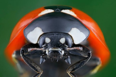 Close-up of a ladybird (Coccinella septempunctata) in frontal view