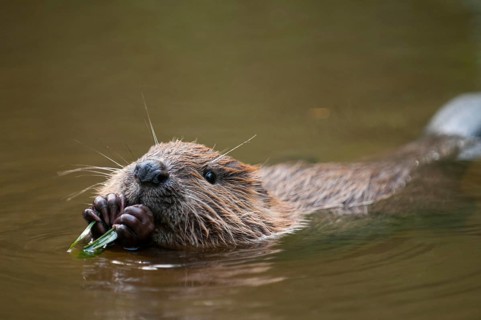 European beaver (Castor fiber), juvenile, Rosenheim, Bavaria, Germany, Europe