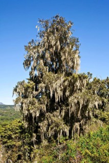 Holm yew with beard lichen, Aberdare National Park (Podocarpus), Kenya, Africa