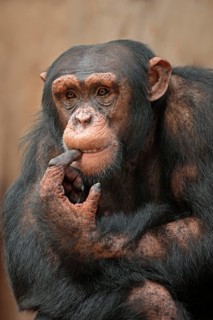 Common Chimpanzee (Pan troglodytes)