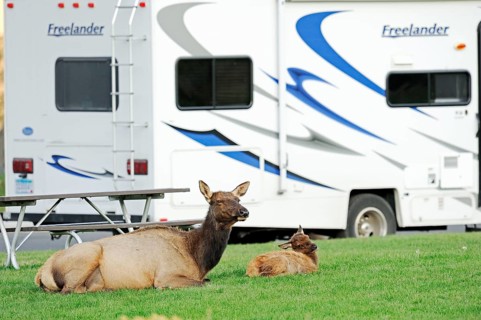 Wapiti, female and young in front of camper van, Yellowstone National Park, Wyoming (Cervus elaphus