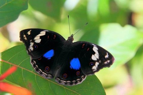 Blue pansy (Junonia oenone), free-standing