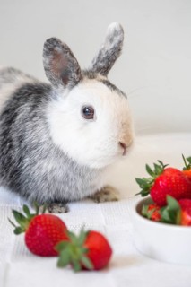 Portrait cute rabbit strawberry