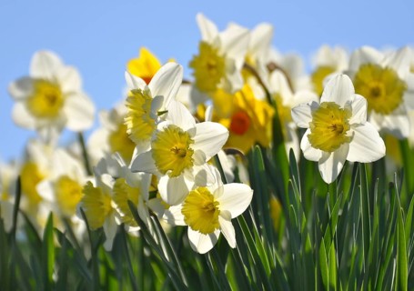 Daffodils flowering in spring in the meadow, yellow daffodil (narcissus pseudonarcissus), daffodil,