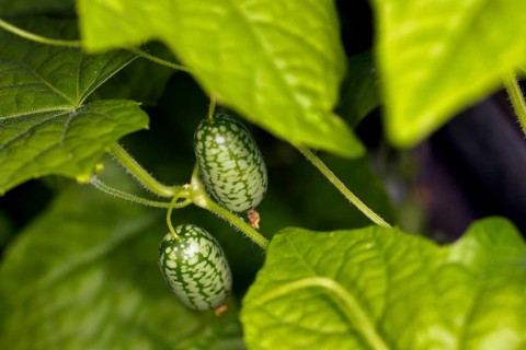 Mexican mini cucumber (Melothria scabra) on the vine with leaves and tendrils, food photography