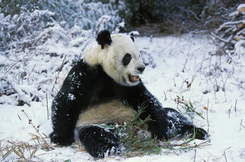 Giant panda (ailuropoda melanoleuca), adult sitting on snow, Wolong Reserve in China
