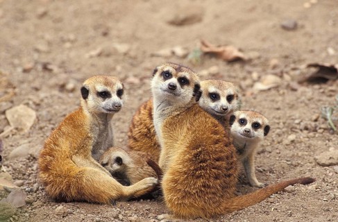 Meerkat (suricata suricatta), Adults with Youngs