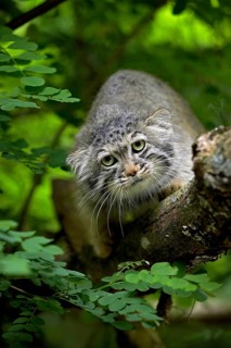 Pallas's cat (otocolobus manul) or Pallas' cat, adult on branch