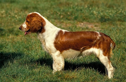 WELSH SPRINGER SPANIEL, ADULT