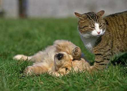 Golden Reviever puppy playing with domestic cat