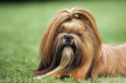 SHI TZU DOG, PORTRAIT OF AN ADULT