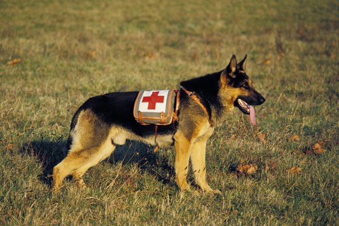 GERMAN SHEPHERD RESCUE DOG