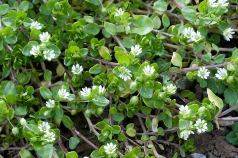 Chickweed, Common Common chickweed (Stellaria media), Chickweed