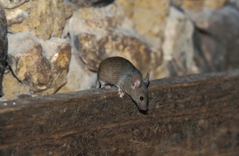 House Mouse (mus musculus)