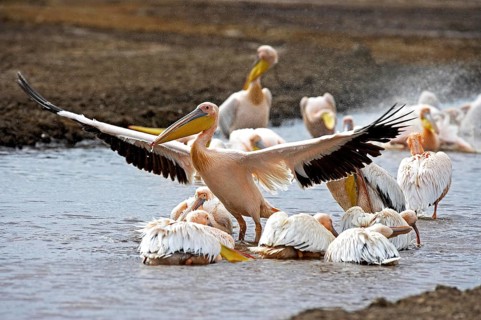 Great White Pelican (pelecanus onocrotalus), Group having Bath, Nakuru Lake in Kenya