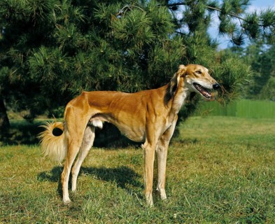 Saluki Dog, Adult standing on Grass