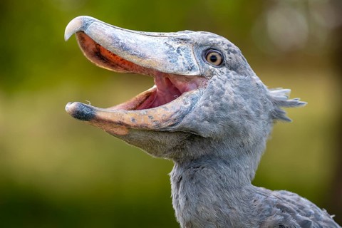 Shoebill (Balaeniceps rex), also Abu Markub, animal portrait, Bangweulu Swamps, Zambia, Africa