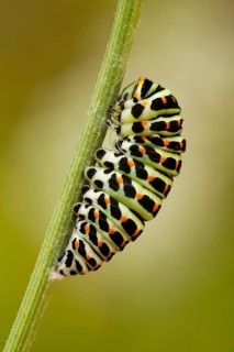 Swallowtail (Papilio machaon) caterpillar, pupates, North Rhine-Westphalia, Germany, Europe