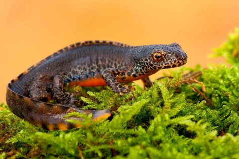 Alpine newt (Ichthyosaura alpestris) Rhineland-Palatinate, Germany, Europe